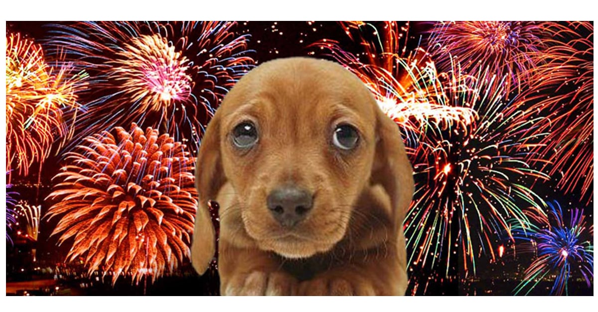 A legtöbb kutya fél a tűzijátéktól - előzd meg a bajt!