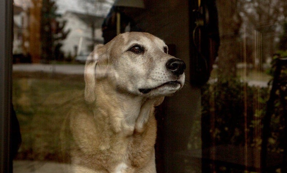 Félelem kutyáknál - idős korban hozzájárulhat a fájdalom és a hallás romlása is