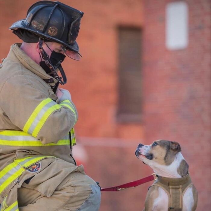 Hansel, a pitbull mindig tanul valami újat a tűzoltóságnál
