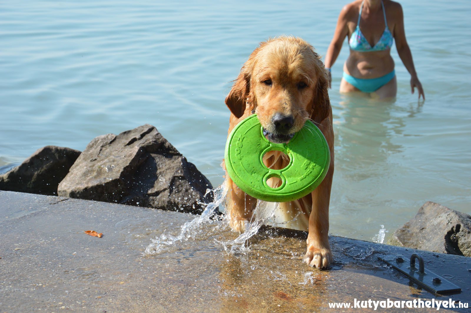 A nap lényege: az önfeledt játék és pancsolás a kutyákkal a Balatonparton