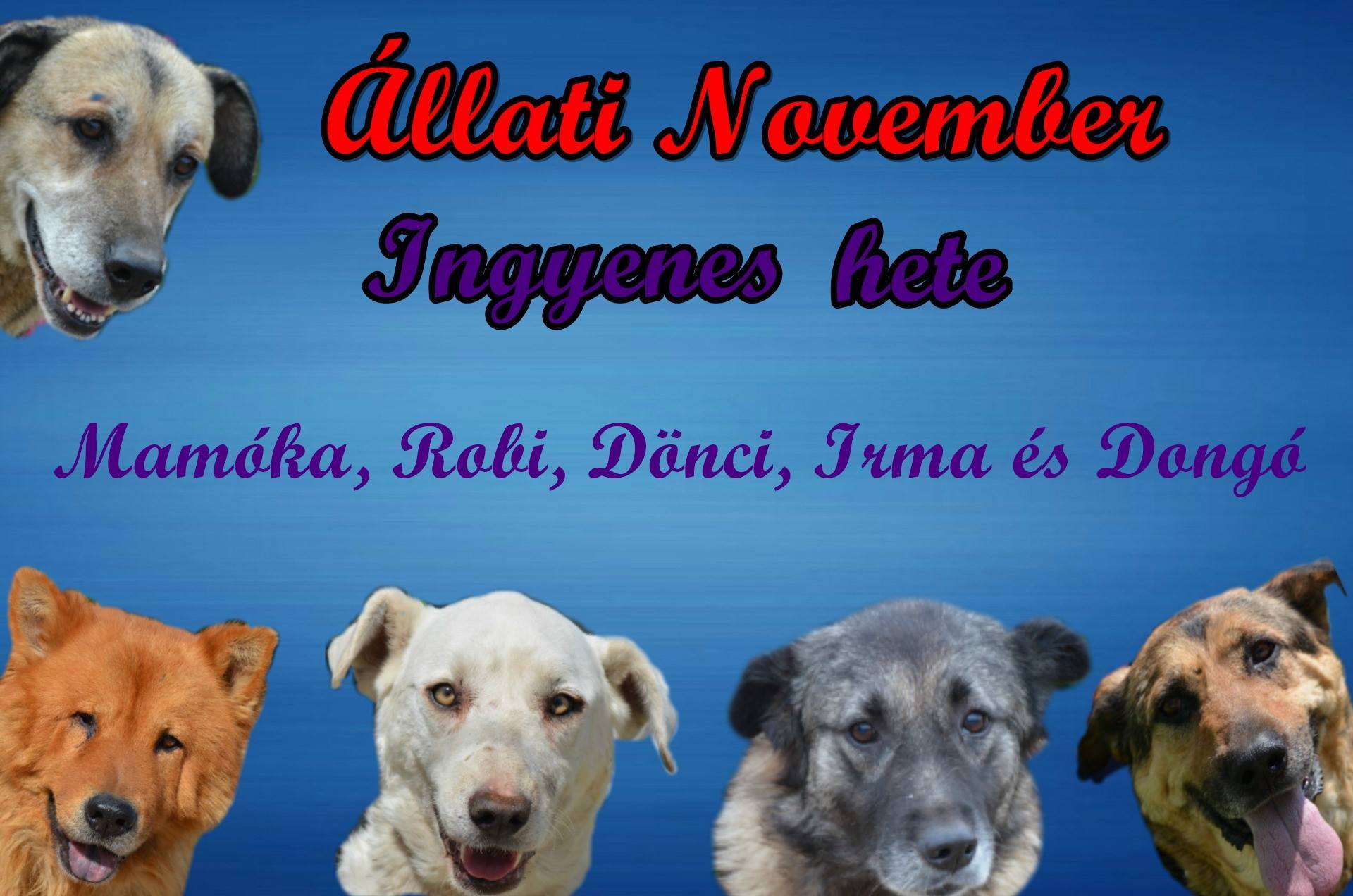 Ingyenes örökbefogadás az Állati November esemény jegyében