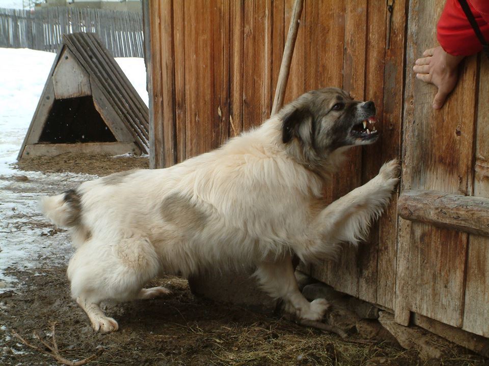  A farkasvédő pásztorkutyák a Kárpátokban