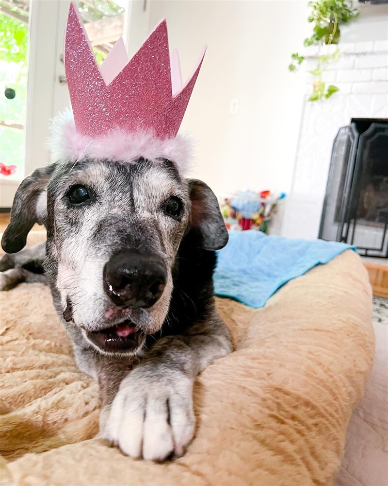 Annie hercegnő születésnapi bulija - Egy idős kutyus megérdemel minden jót