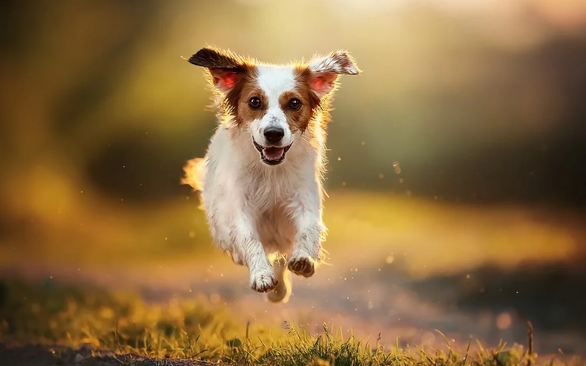 Vannak kutyák, akiknek lételeme a futás
