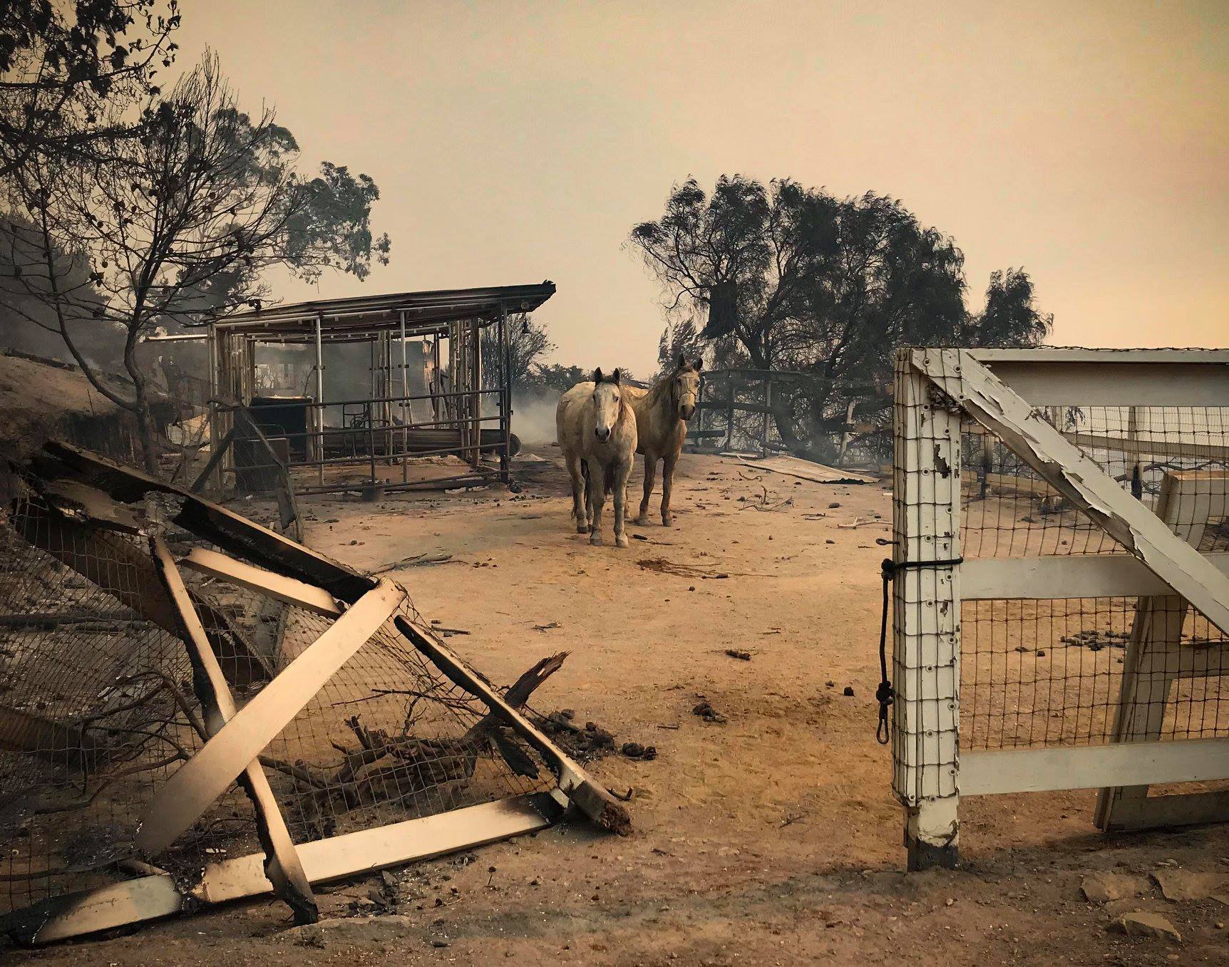 Leégett erdők, házak, istállók és karámok - a tüzet túlélt állatokat el kell látni és biztonságos helyen elhelyezni