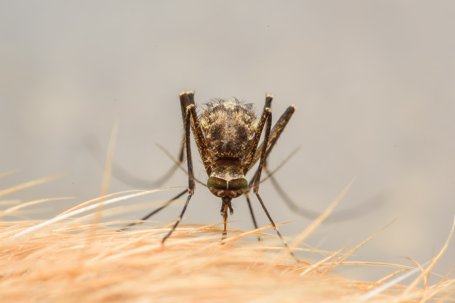 A szívférgességet egyetlen szúnyogcsípés idézheti elő, de a halálos kimenetelű betegség tünetei csak akkor jelentkeznek, amikor már súlyos állapotba kerültek a kiskedvencek.