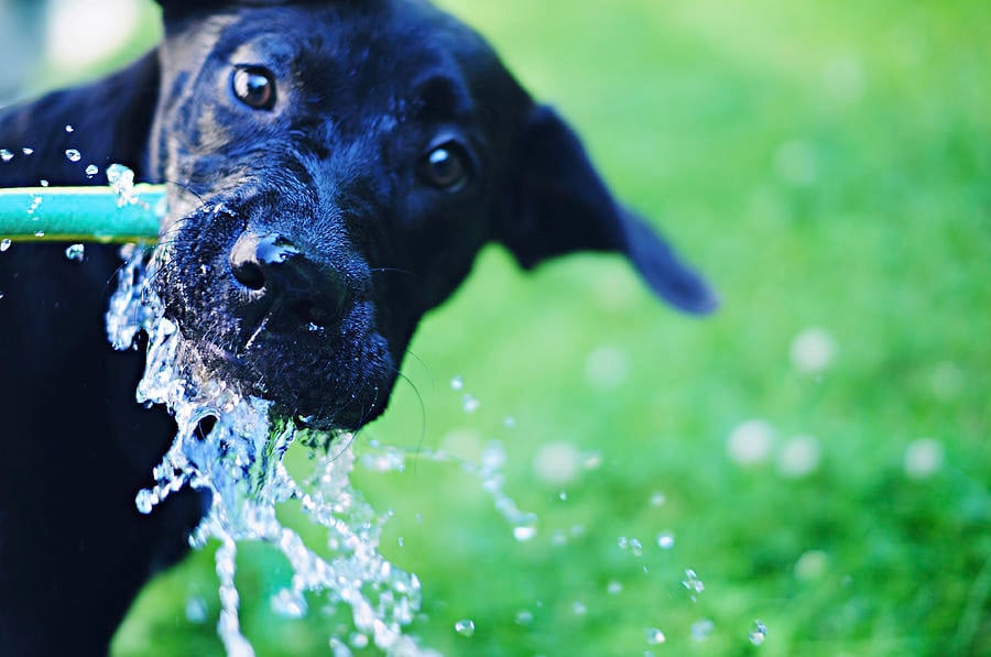 A kerti slaggal való játék során is rengeteg vizet nyelhet le a kutya