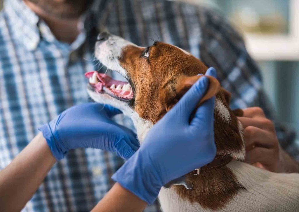 Kutya az állatorvosnál - A fogakat is fontos ellenőrizni