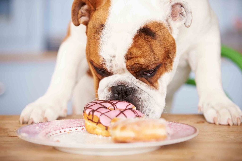 Sütemények, édességek gyakori összetevője a xilit - ne jusson hozzá a falánk kutya