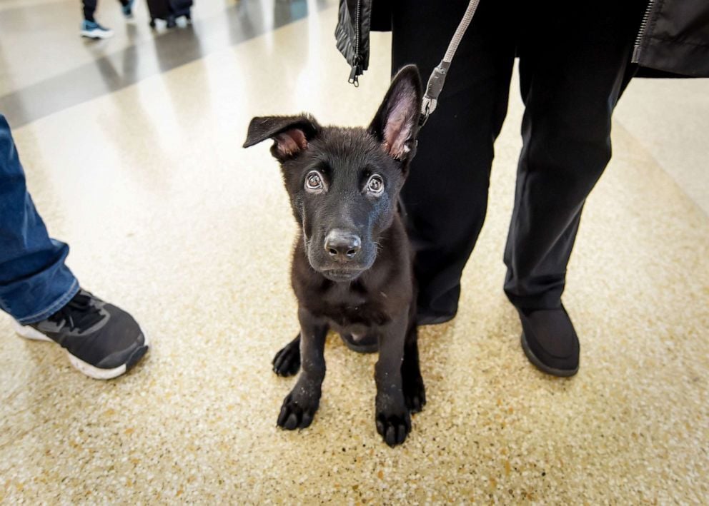 Polaris a reptéren hagyott kutyus, akinek neve Sarkcsillagot jelent