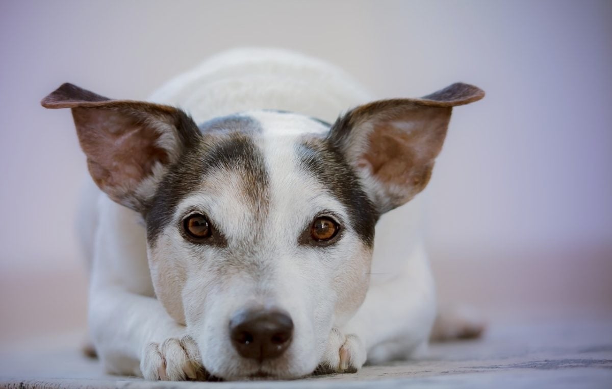Magas vérnyomás kutyáknál - tünetmentes is lehet, mely nehezítheti felismerését