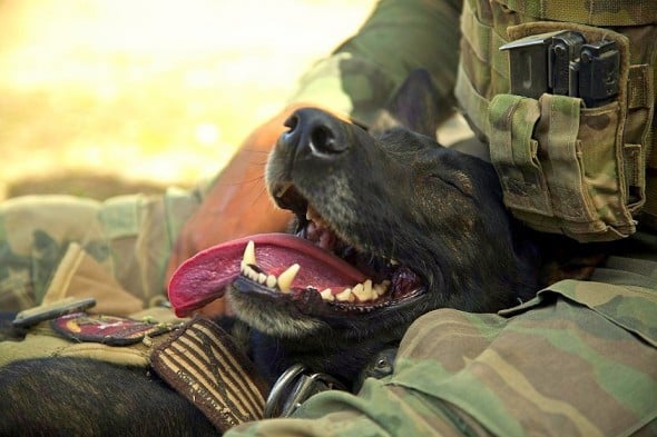 Wilbur, az amerikai haditengerészet egyik kutyája pihenés közben