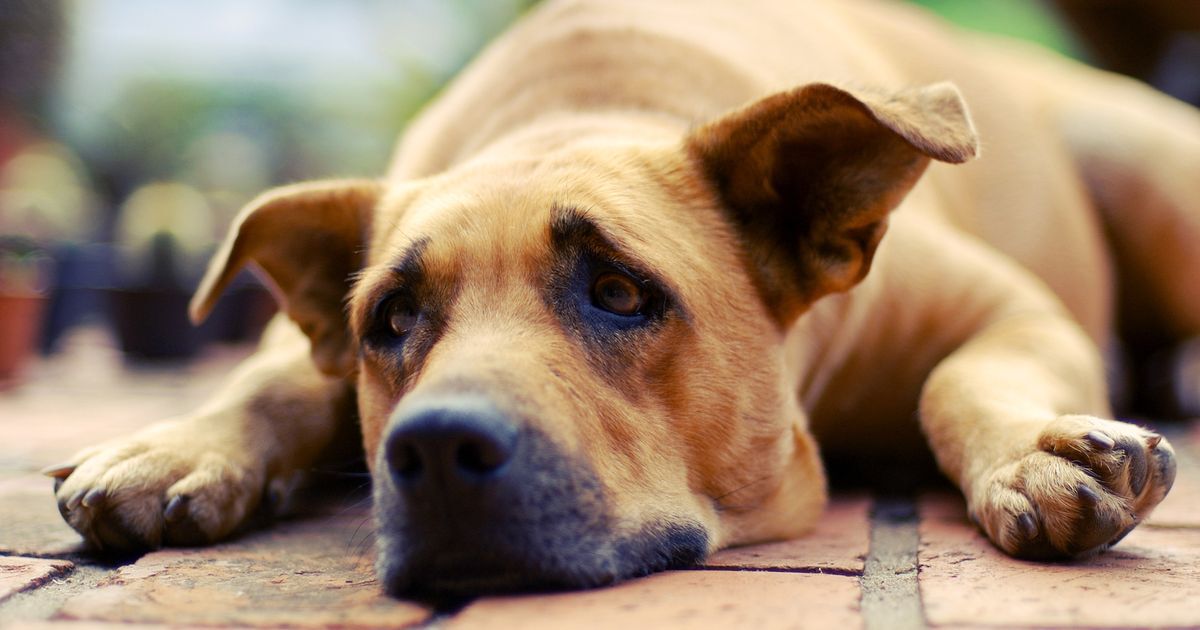 A pesszimizmusra hajló kutyák hamarabb otthagyták a feladatot a teszteknél