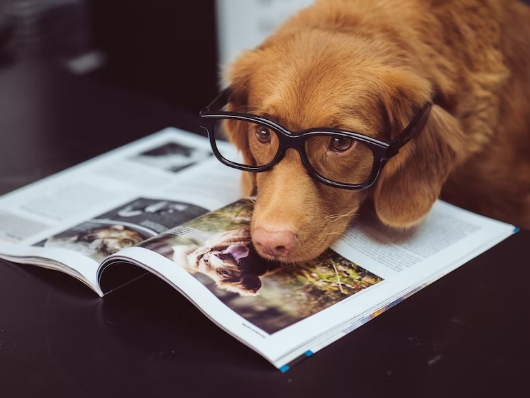 Egy kutya társaságában az olvasás és a tanulás is könnyebben megy