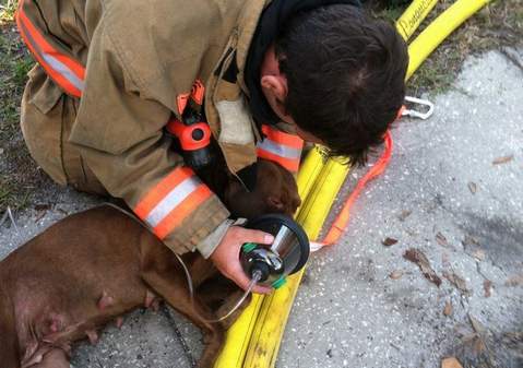 Ezt a kutyát és öt kölykét szintén egy égő házból mentették ki a tűzoltók