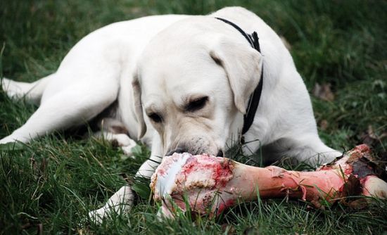 Az sem mindegy, milyen csontos húst adsz kutyádnak