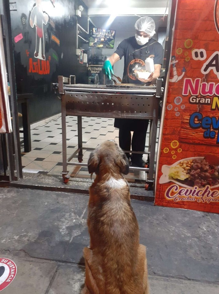 A kóbor kutya udvariasan megvárja, míg elkészül a vacsora