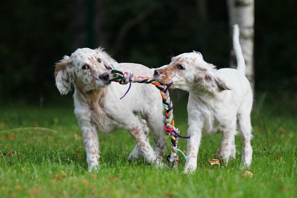 Kölyökkorban még fejletlenebb a kutya immunrendszere, fogékonyabb lehet a fertőzésekre