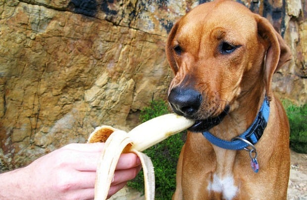 Banán - egészséges és finom csemege a kutyának is