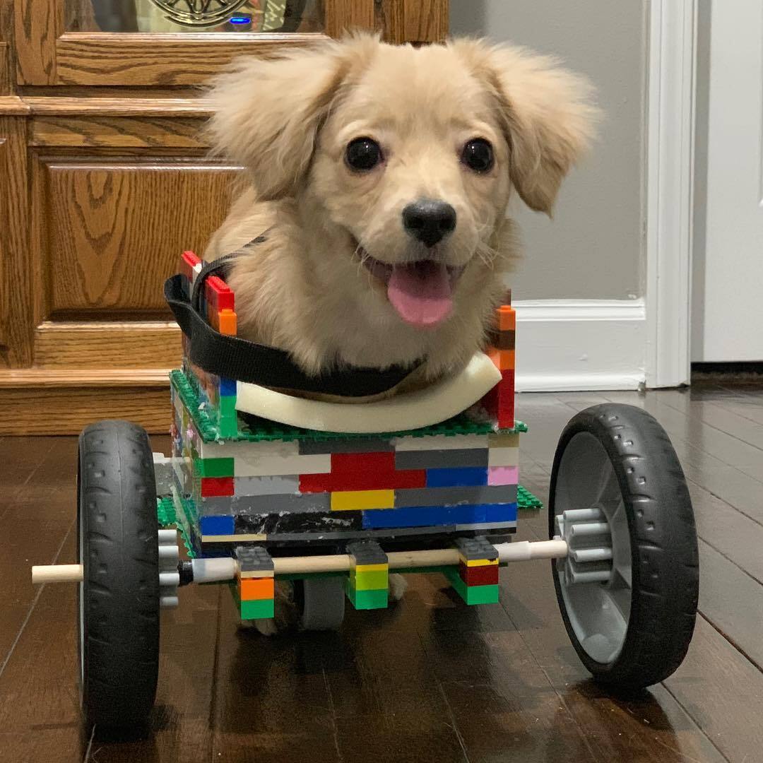 LEGO-ból készült kocsit kapott a kutya
