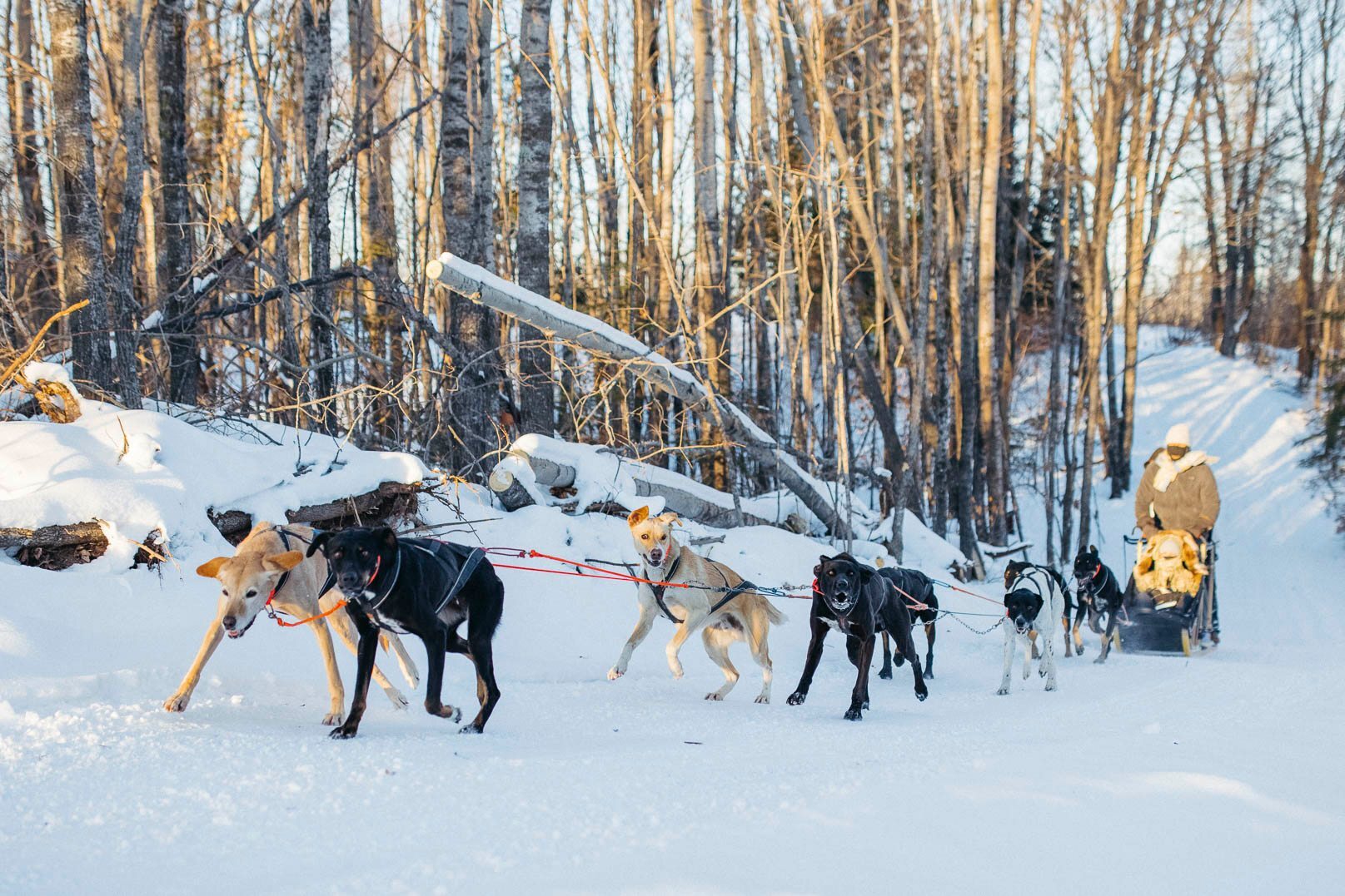 alaszkai husky alaszkai husky