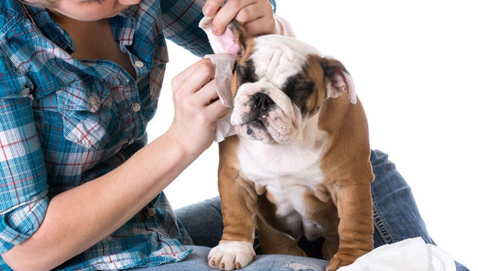 Fültisztítás - Legyünk türelmesek, és bánjunk óvatosan a kutya fülével