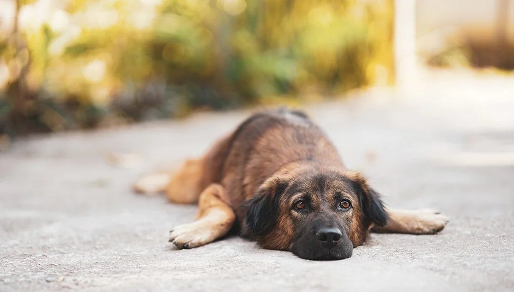 Hasnyálmirigy-gyulladás kutyáknál - Gyakori tünet a letargia