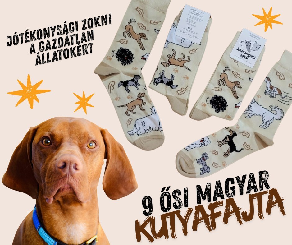 Hangya közösség jótékonysági zokni