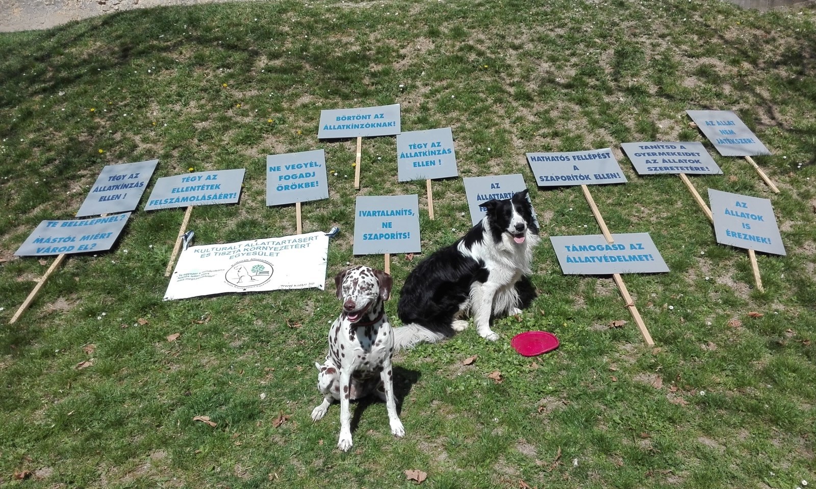 Milka, a dalmata és Bosco, a border collie is a felelős állattartás mellett áll