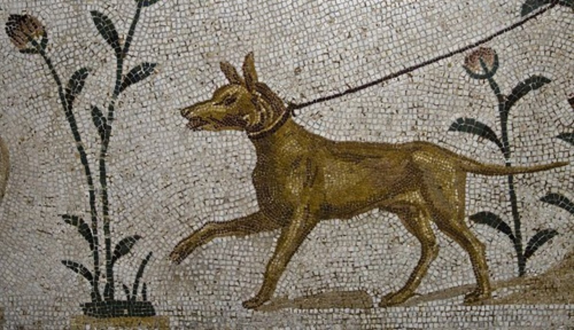 Kutya ábrázolása ókori római mozaikon