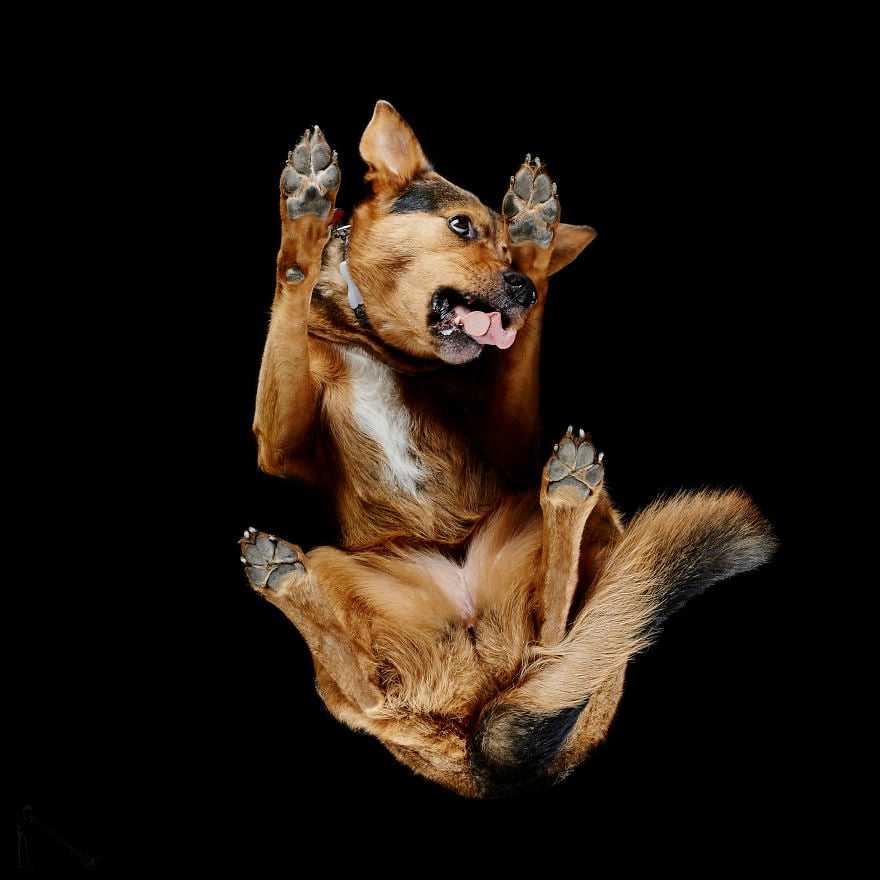 Kutyák alulnézetből - Sok kutya játékosan viselkedett a fotózáson