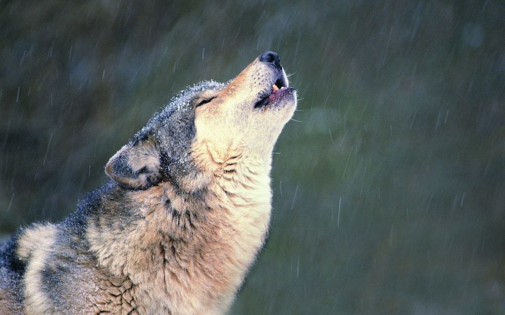 A farkasok vonyítással üzenhetnek falkájuk tagjainak