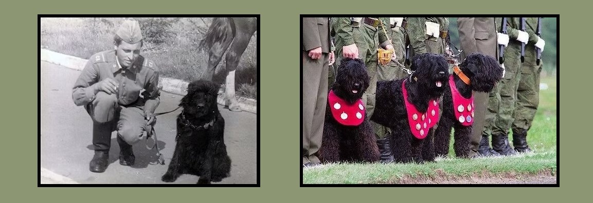 orosz fekete terrier