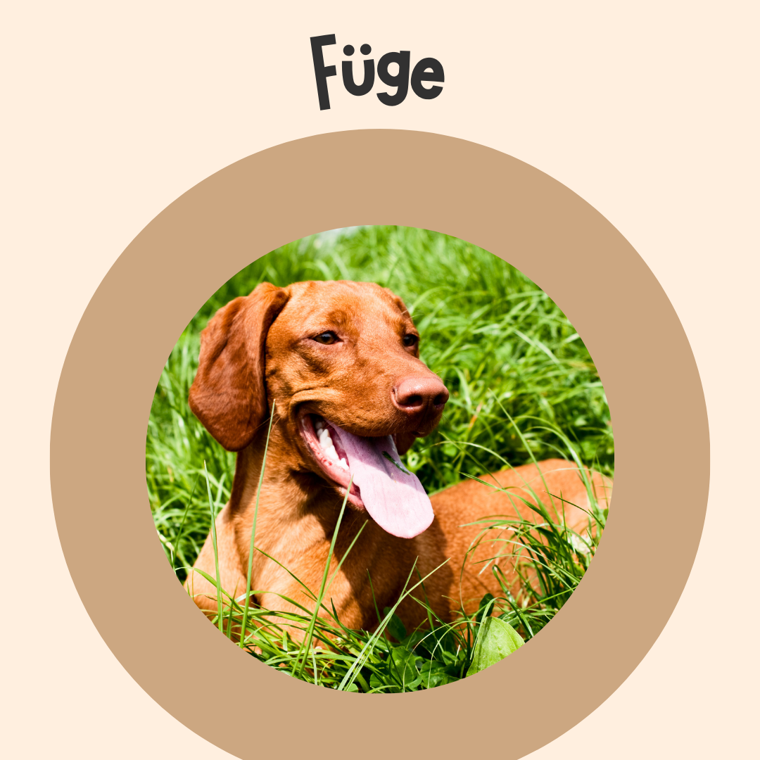 Füge, a vizsla