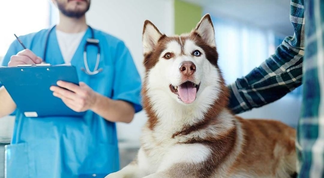 Kutyával az állatorvosnál - Akár felnőtt, akár kölyökkutyát vettünk magunkhoz, mielőbb látogassunk el vele az állatorvoshoz
