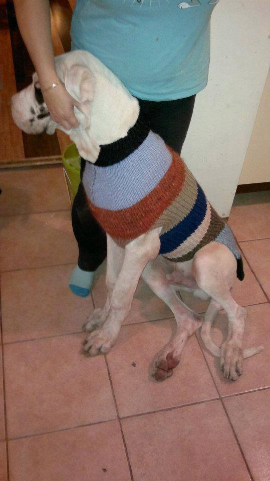 A legnagyobb pulcsi, amit Andi kötött egy dog számára készült