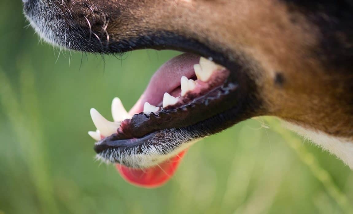 Erős, egészséges fogak - egy harapás komoly sérülést okozhat kutyáknál