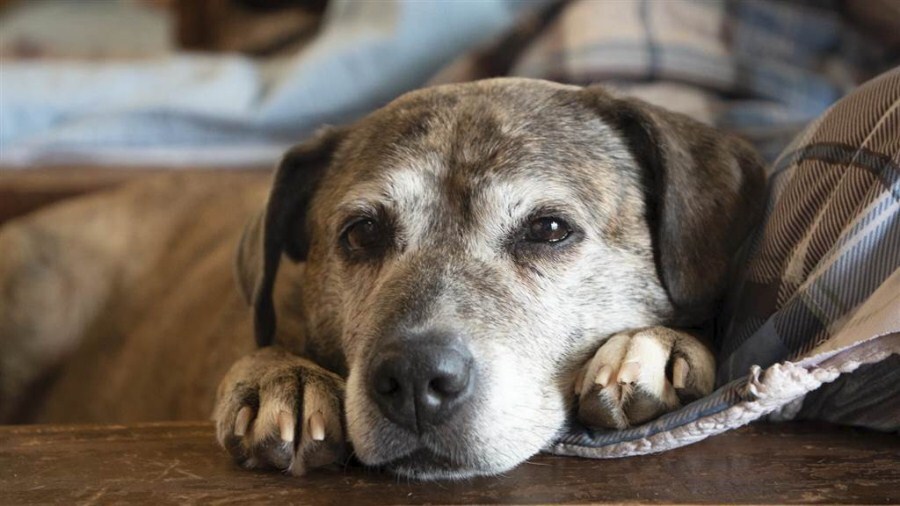 Időskori betegségek kutyáknál - A szívelégtelenség miatt fáradékony lehet