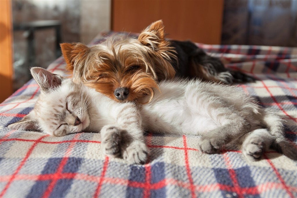 A feromonok nyugtató hatással bírhatnak a kutyára és a cicára is