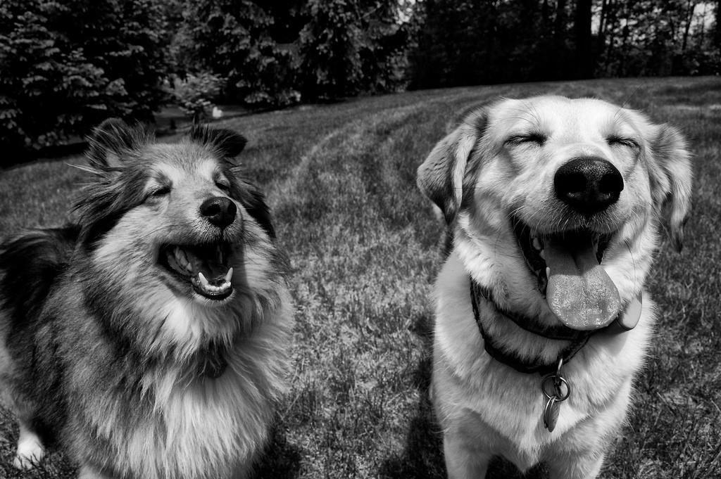 A kutyák értékelik, ha rájuk mosolyogunk