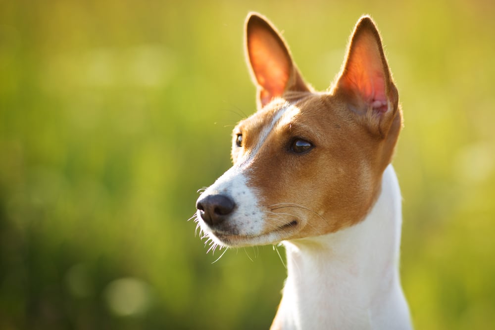 Éber fülek - ez a kutya előrefelé hegyezi a fülét, figyelmét felkeltette valami