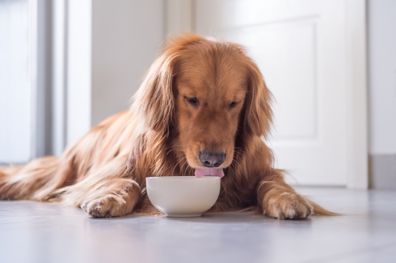 Szalmonella-fertőzés esetén etetést követően mossuk el alaposan kutyánk etetőtálját
