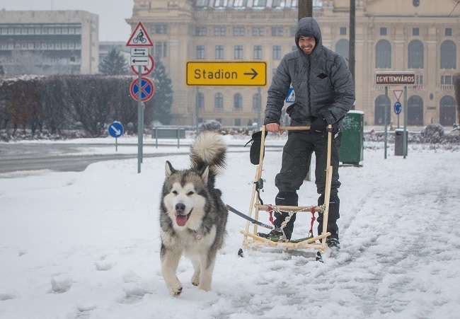 Kutyaszánnal könnyebb a téli közlekedés!