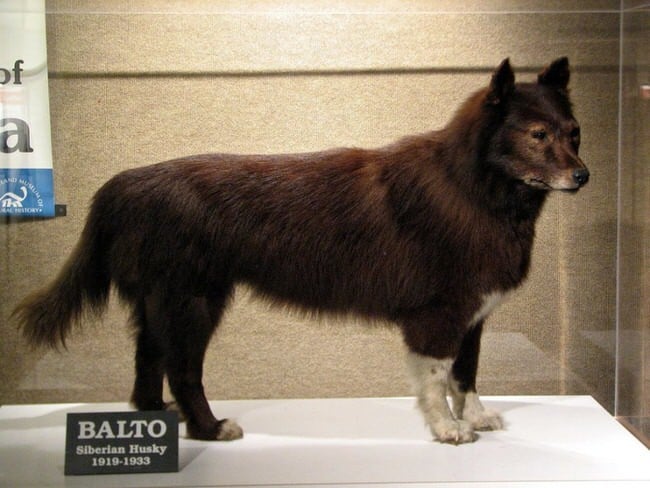 Balto kitömött teste (Cleveland Museum of Natural History)