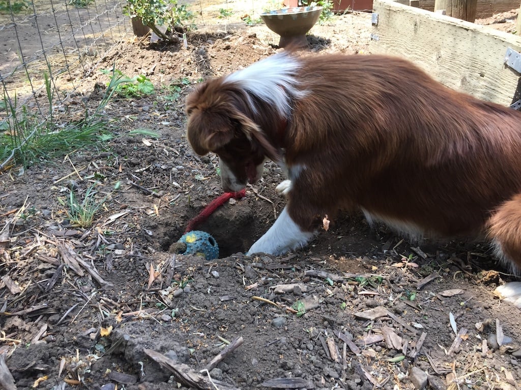 Néhány kutya előszeretettel ássa el játékait a kertben