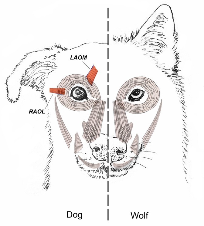 A kutatásban vizsgált szemkörüli izmok ábrája kutyában és farkasban