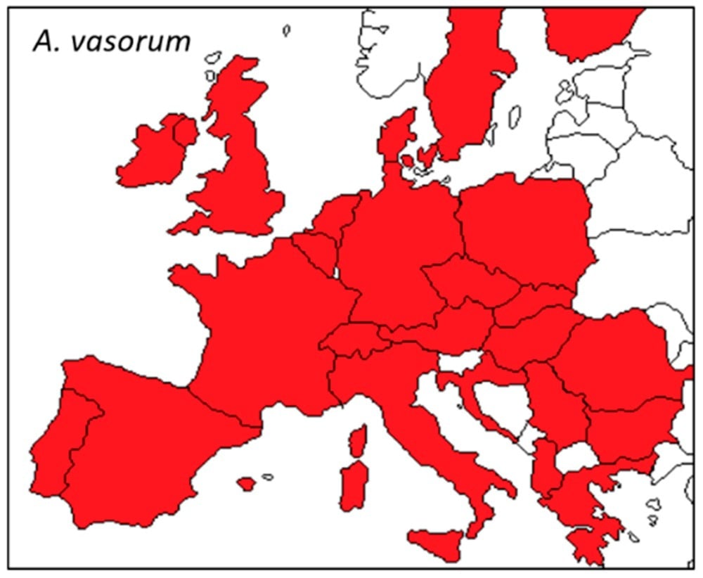 A francia szívféreg (Angiostrongylus vasorum) előfordulása Európában