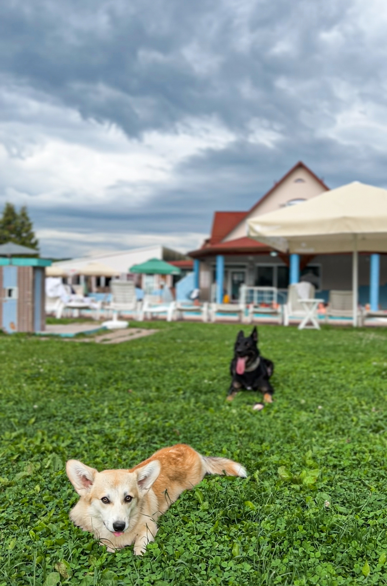 A kutyabarát Thermal Park Egerszalók**** parkja is nyitva áll a kutyák előtt 