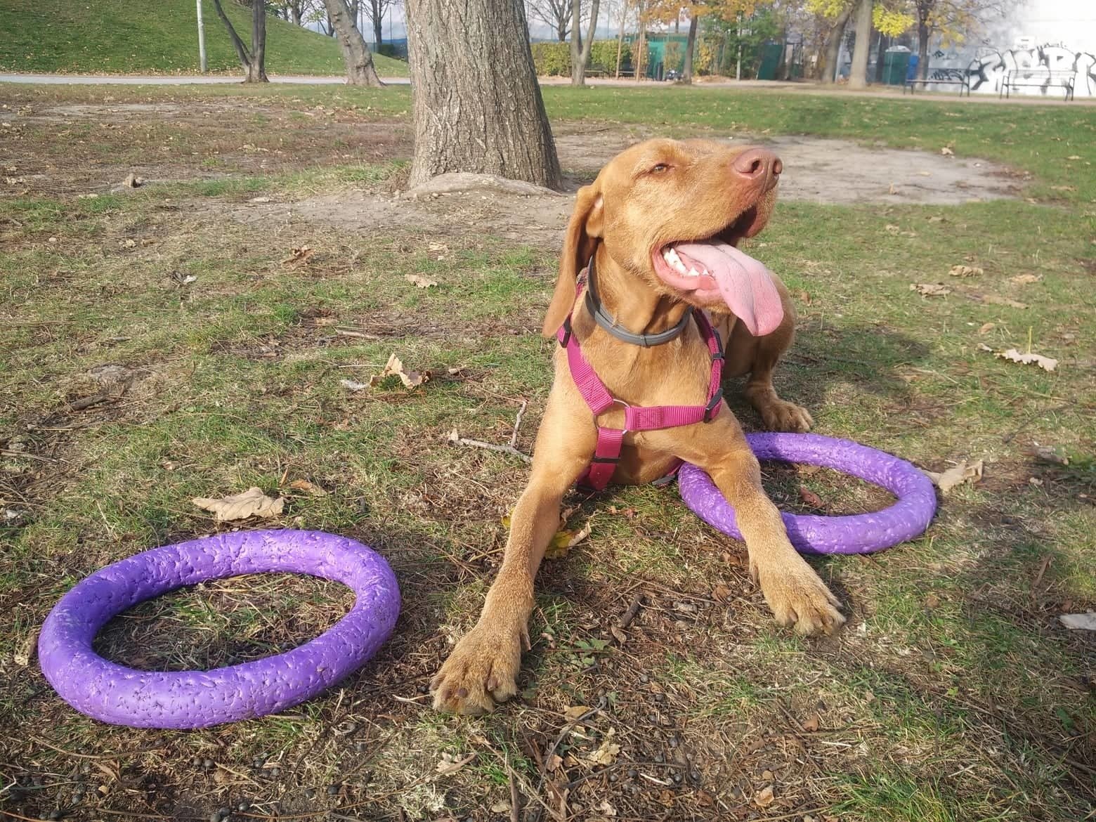A pullerrel való játék megfelelő mozgást és szellemi kihívást is biztosít a kutyának