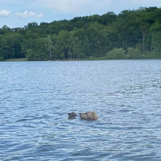 Beúszott a tó közepére a kutya, hogy megmentse az őzgidát